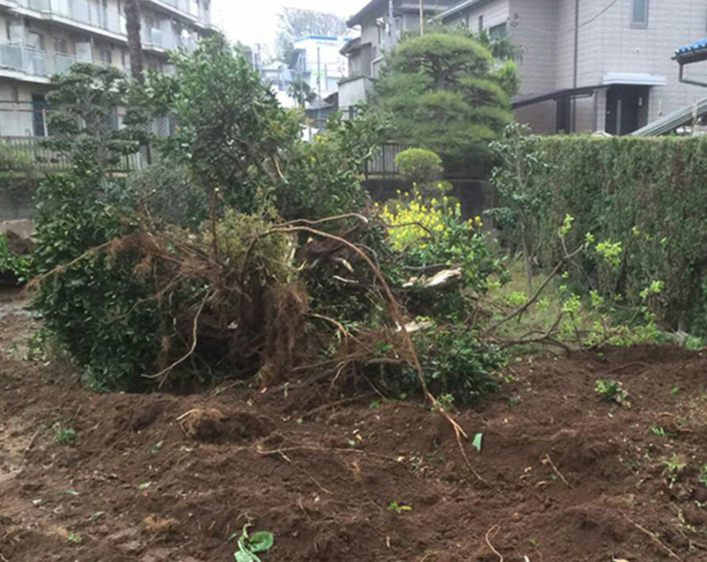 幹だけでなく、根まで全て処分します